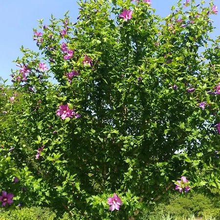 Palia's Laino Borgo